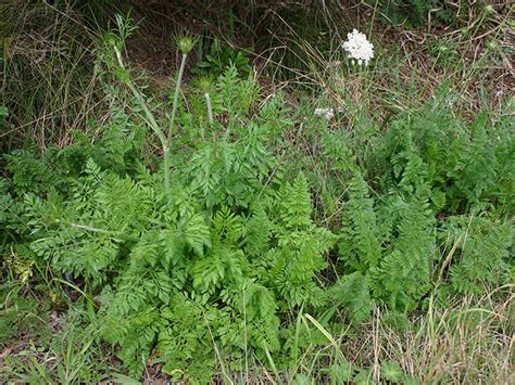 Agpest Wild Carrot And Parsley Dropwort