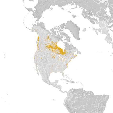 Bonapartes Gull Range Map Post Breeding Migration Ebird Status