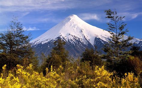 1920x1200 Snowy Peak Volcano Mountain Chile Trees Wildflowers Shrubs