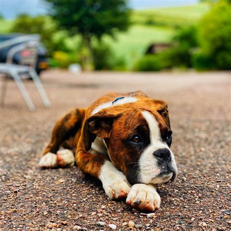 Expensive puppies vs low price puppies. Male and Female Boxer Puppies for Rehoming | Flake Ads ...