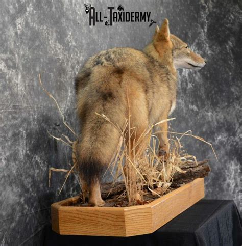 Coyote Taxidermy For Sale Sku 1114 All Taxidermy
