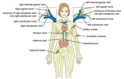 Cureus The Lymphatic System An Osteopathic Review