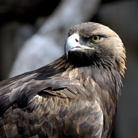 Golden Eagle Facts - Golden Eagle Habitat -Golden Eagle Diet