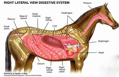 Equine Ulcers Know Need Anatomy Colon Dorsal