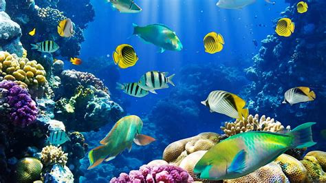 Hd Wallpaper Fish Ocean Sea Sealife Tropical Underwater