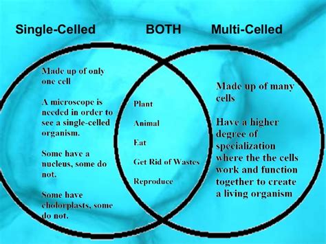 Multi And Single Celled Organisms Comparisons
