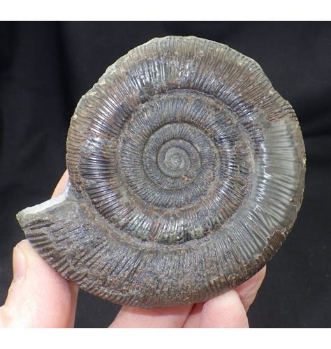 Fossils For Sale Fossils Jurassic Ammonite From Whitby