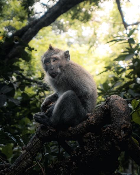 Check spelling or type a new query. Bali Indonesia Animals : Exotic Asian Animals Cute Monkeys Family Wildlife Bali Indonesia Stock ...