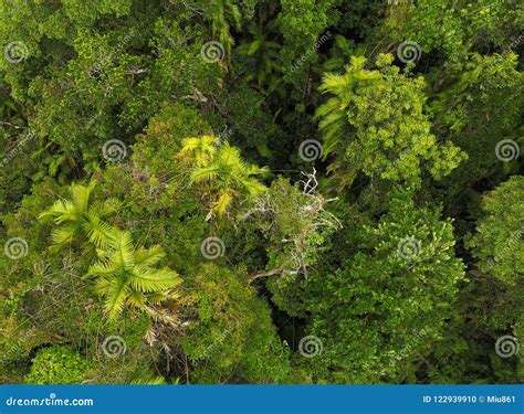 Top View Of Dense Rainforest Thick Tropical Rainforest Green Palm