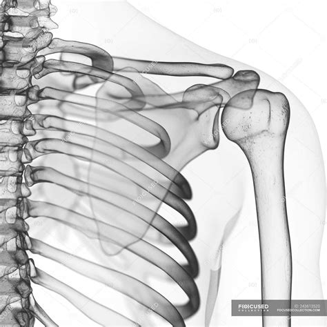 Illustration Of Shoulder Bones In Human Skeleton — Anatomical Joint