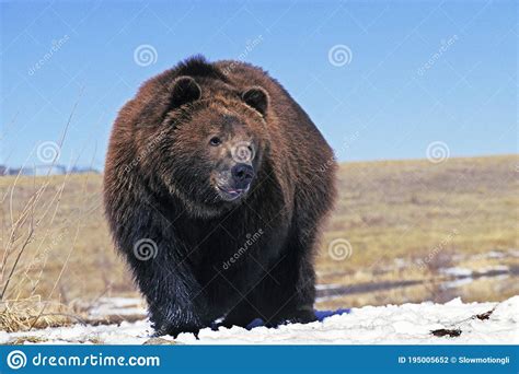 Kodiak Bear Ursus Arctos Middendorffi Adult Standing On Snow Alaska Stock Photo Image Of
