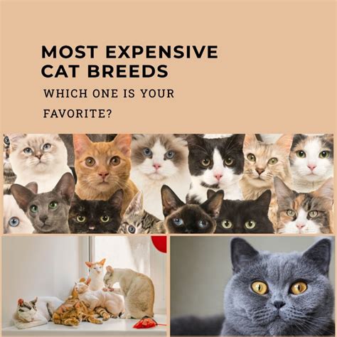 Most Expensive Cat Breeds Of The World