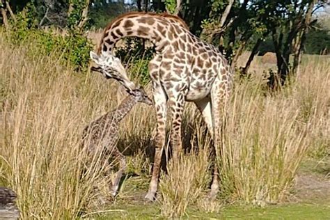 Baby Giraffe Born In Front Of Disney World Guests Animal Kingdom