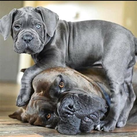 Cane Corso For Sale Merle Cane Corso Puppies For Sale