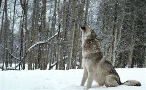 White Wolf Call Of The Wild Stunning Images Capture Couple S Extraordinary Bond With Wolves