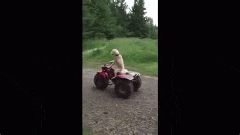 Rides GIF Find Share On GIPHY