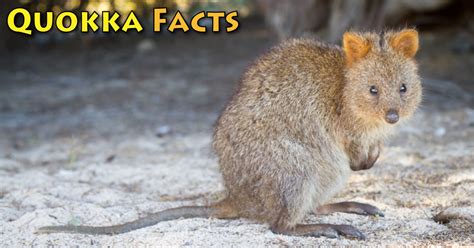 Quokka Facts Pictures And Information Learn About The