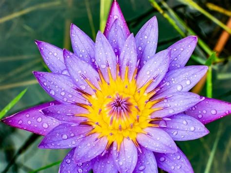 The fact that blue flowers are so rare shows that you really think about the person. Blue Lotus Flower - Blue Lotus Flower Meaning