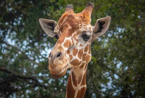 Brevard Zoo To Offer 5 Admission For Florida Residents On May 31