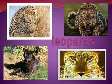 Ppt Leopards Powerpoint Presentation Free Download Id3106981