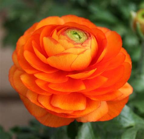 Ranunculus Orange Flower Collection Ecuador