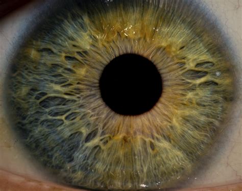 Eye Macro Iris Detail A Photo On Flickriver