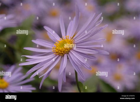 Purple Aster Flower Stock Photo Alamy