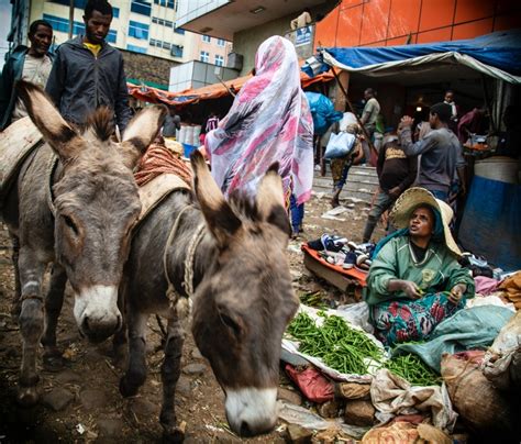 Chinas Demand For Africas Donkeys Rising Namibian Sun
