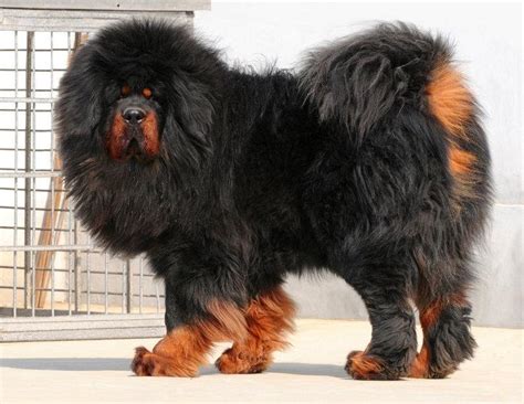 While this may seem like rather a wide range, bear in mind that the tibetan mastiff cost is affected by various elements. Tibetan Mastiff Puppies for Sale(tibetkennel 1)(13343 ...