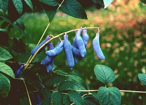 The Blue Sausage Tree Decaisnea Fargesii Edible Landscaping Forest