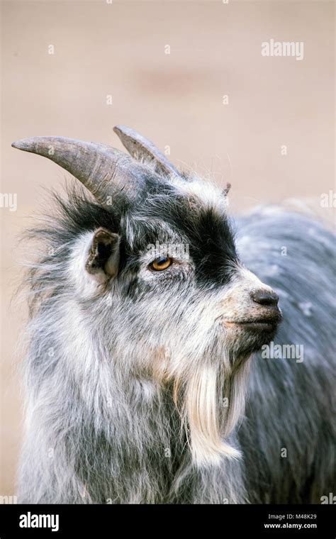 Goat Like Animal Hi Res Stock Photography And Images Alamy