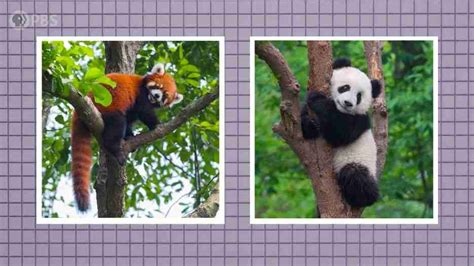 Giant Pandas Vs Red Pandas Whats The Difference Bestofpanda