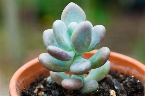 A cactus is shallow rooted. How to Grow Succulents From Seed • The Greedy Vegan