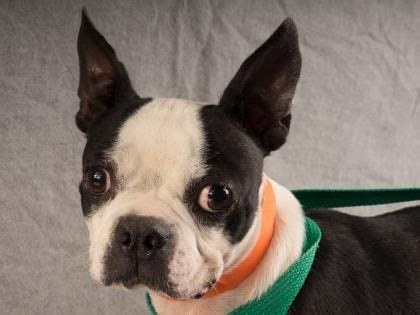 Adopters that have specific breed requirements should be aware that such designations cannot be certified as true or accurate. Petango.com - Meet Joy, 7y 5m Terrier, Boston available ...