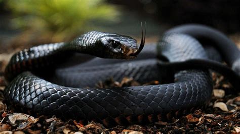 Watch This Man Catching Black Mamba One Of The Most Deadliest Snakes