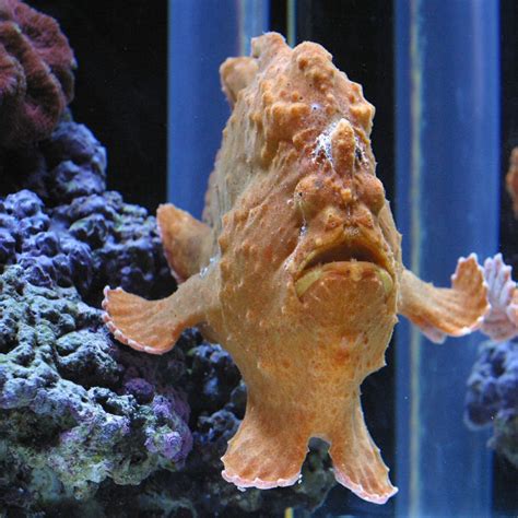 Weirdest Fish In The World