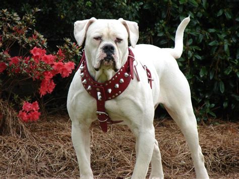 Big American Bulldog Images And Pictures Becuo
