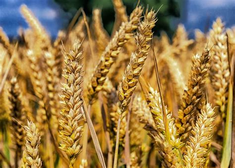 Hd Wallpaper Wheat Plants Selective Focus Photo Grain Cereals Spike