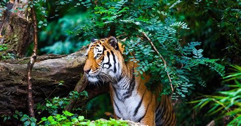 Bengal Tiger Im Wwf Artenlexikon Zahlen And Fakten Wwf