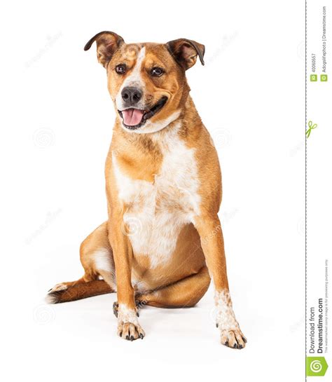 Smiling Large Breed Dog Stock Image Image Of Breed Copy 40060557