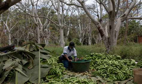 A Banana Price Crunch Is Hitting Banana Farmers And Workers Hard