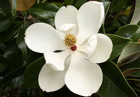 Mississippi State Flower The Magnolia Proflowers Blog Magnolia
