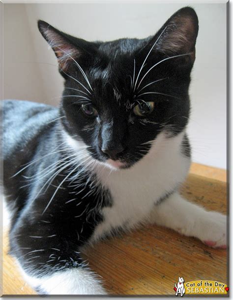 Sebastian The Tuxedo Cat The Cat Of The Day June 23 2015