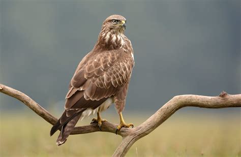 12 Different British Birds Of Prey Common And Rare Upgardener