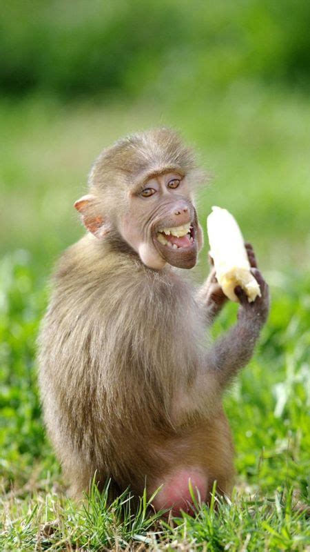 Funny Funny Monkey Wallpaper Download Mobcup