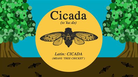 Everything You Need To Know About The Impending Cicada Sex Invasion My Xxx Hot Girl