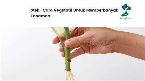 Stek Cara Vegetatif Untuk Memperbanyak Tanaman