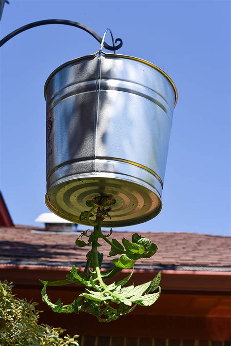 This variety of cheery tomato is excellent for containers because of its small, compact growth pattern. DIY Upside Down Tomato Planter with a Galvanized Bucket - Our Handcrafted Life