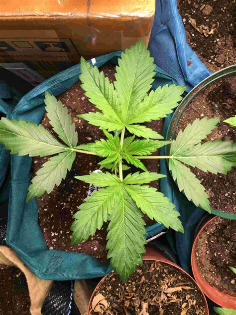Autoflowering Seeds Sa 10 Best Seeds And Where To Find Them Cannabis