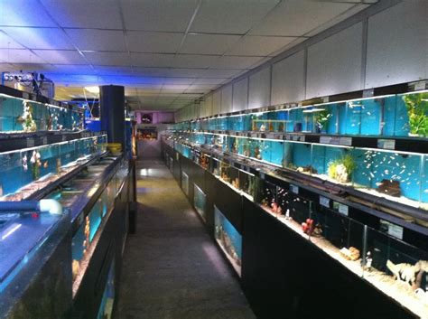 Woking Maidenhead Aquatics Fish Store Review Tropical Fish Site